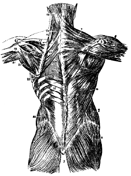 Benchmarks for training in traditional / complementary and alternative medicine : Benchmarks for Training in Osteopathy