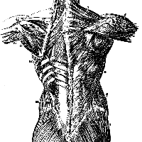 Benchmarks for training in traditional / complementary and alternative medicine : Benchmarks for Training in Osteopathy