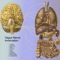 The vagus nerve, emotions and the difficulty with mindfulness practices.